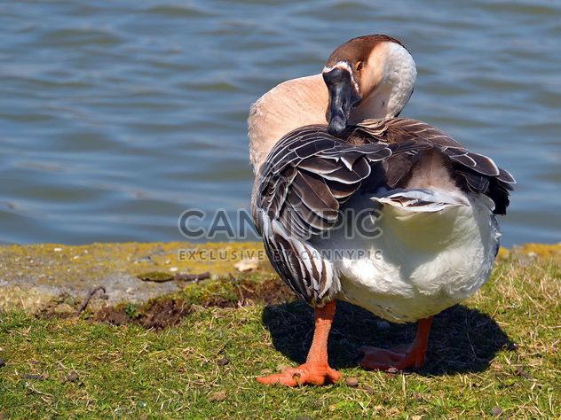 Duck stands near the lake - Kostenloses image #297553